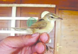 Image result for Acrocephalus agricola