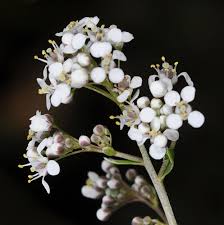Attēlu rezultāti vaicājumam “Lepidium latifolium flower”