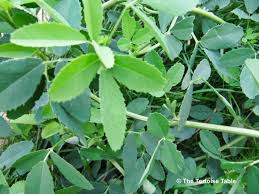 Attēlu rezultāti vaicājumam “Melilotus officinalis leaf”