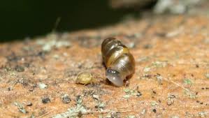 Attēlu rezultāti vaicājumam “Heteromurus nitidus”