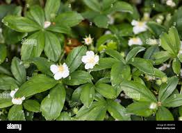 Attēlu rezultāti vaicājumam “Potentilla alba”
