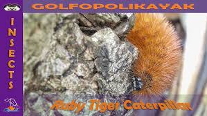 Attēlu rezultāti vaicājumam “Phragmatobia fuliginosa imago”