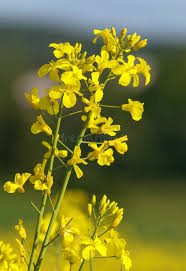 Attēlu rezultāti vaicājumam “Brassica napus flower”