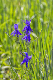 Attēlu rezultāti vaicājumam “Consolida regalis flower”