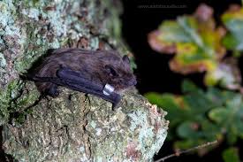 Attēlu rezultāti vaicājumam “Pipistrellus nathusii”