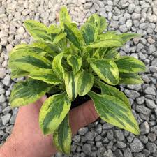 Attēlu rezultāti vaicājumam “Silene dioica leaf”