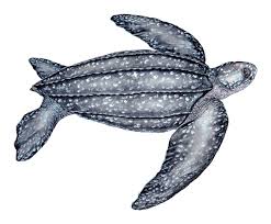 Image result for Dermochelys coriacea