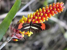 Attēlu rezultāti vaicājumam “Lycogala sp.”