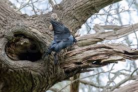 Attēlu rezultāti vaicājumam “Corvus monedula”