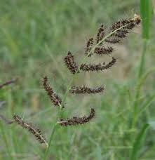 Attēlu rezultāti vaicājumam “Echinochloa crus-galli fruit”