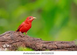Image result for Piranga rubra