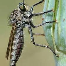 Attēlu rezultāti vaicājumam “Asilidae”