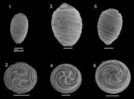 Attēlu rezultāti vaicājumam “Chara aspera”