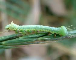 Attēlu rezultāti vaicājumam “Pheosia tremula”