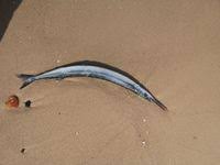 Image result for Belone belone