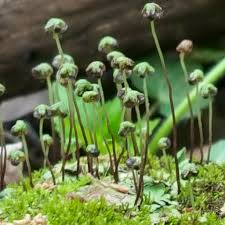 Attēlu rezultāti vaicājumam “Physcomitrium pyriforme sporophyte”