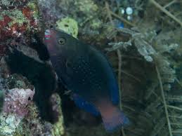 Image result for Chlorurus sordidus