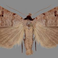 Attēlu rezultāti vaicājumam “Lygephila viciae”