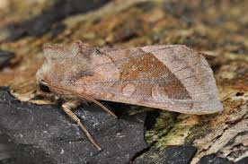 Attēlu rezultāti vaicājumam “Hydraecia micacea”