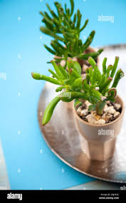 Attēlu rezultāti vaicājumam “Crassulaceae”