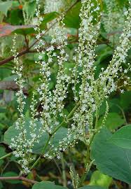 Attēlu rezultāti vaicājumam “Reynoutria sachalinensis flower”