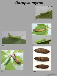 Attēlu rezultāti vaicājumam “Sphinx pinastri larva”