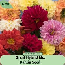 Image result for Dahlia hybrid.