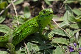 Attēlu rezultāti vaicājumam “Lacerta agilis male”