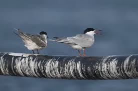 Attēlu rezultāti vaicājumam “Sterna”