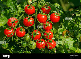 Attēlu rezultāti vaicājumam “Lycopersicon esculentum”