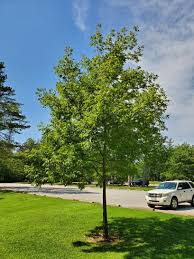 Attēlu rezultāti vaicājumam “Carya cordiformis”