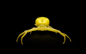 Image result for crab spider