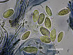 Attēlu rezultāti vaicājumam “Porpidia macrocarpa”