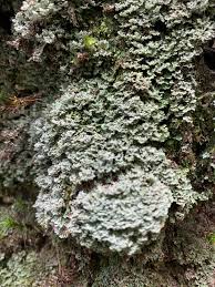 Attēlu rezultāti vaicājumam “Cladonia caespiticia”