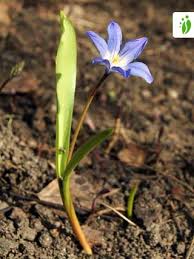 Attēlu rezultāti vaicājumam “Scilla luciliae”