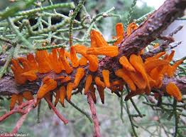 Attēlu rezultāti vaicājumam “Gymnosporangium sabinae”