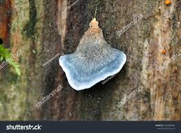 Attēlu rezultāti vaicājumam “Postia caesia”