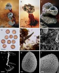 Attēlu rezultāti vaicājumam “Badhamia affinis spores”