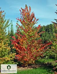 Attēlu rezultāti vaicājumam “Cercidiphyllum japonicum”