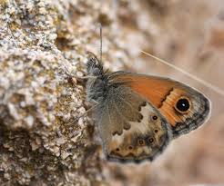 Attēlu rezultāti vaicājumam “Coenonympha hero underside”