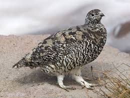 Attēlu rezultāti vaicājumam “Lagopus lagopus female”