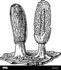 Attēlu rezultāti vaicājumam “Comatricha elegans stalked”