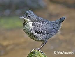 Attēlu rezultāti vaicājumam “Cinclus cinclus adult”