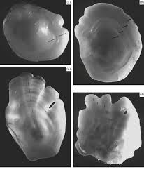 Image result for Reinhardtius hippoglossoides