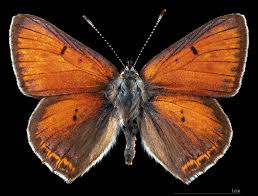 Attēlu rezultāti vaicājumam “Lycaena hippothoe male”