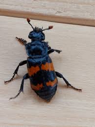 Attēlu rezultāti vaicājumam “Nicrophorus investigator imago”