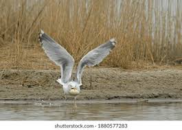 Attēlu rezultāti vaicājumam “Larus argentatus eggs”