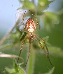 Attēlu rezultāti vaicājumam “Metellina segmentata”