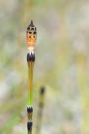 Attēlu rezultāti vaicājumam “Equisetum variegatum”