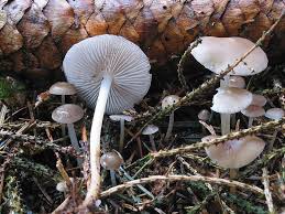 Attēlu rezultāti vaicājumam “Strobilurus esculentus”